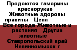 Продаются тамарины краснорукие . Животные здоровы привиты › Цена ­ 85 000 - Все города Животные и растения » Другие животные   . Ставропольский край,Невинномысск г.